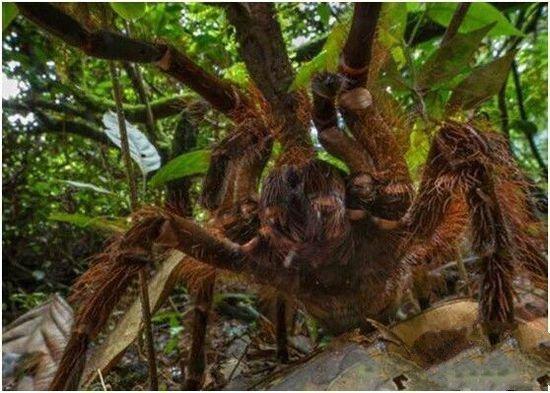 蜘蛛的天敌是什么，地球上最大的蜘蛛堪比一只小狗