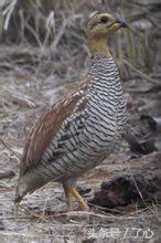 鹧鸪是保护动物吗，鸪鸪鸟是保护动物么（关于鹧鸪的知识）