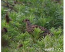 鹧鸪是保护动物吗，鸪鸪鸟是保护动物么（关于鹧鸪的知识）