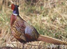 鹧鸪是保护动物吗，鸪鸪鸟是保护动物么（关于鹧鸪的知识）