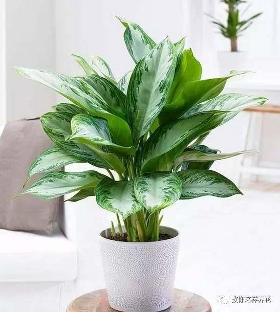 万年青是什么植物,万年青是什么植物的种子(万年青这么养,清脆水嫩最