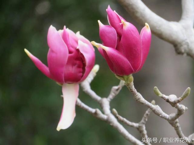 玉兰花的功效，<五十五>——玉兰（玉兰花的功效与作用）