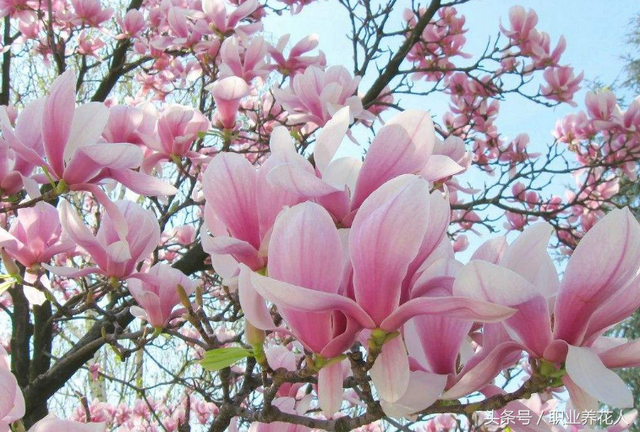 玉兰花的功效，<五十五>——玉兰（玉兰花的功效与作用）