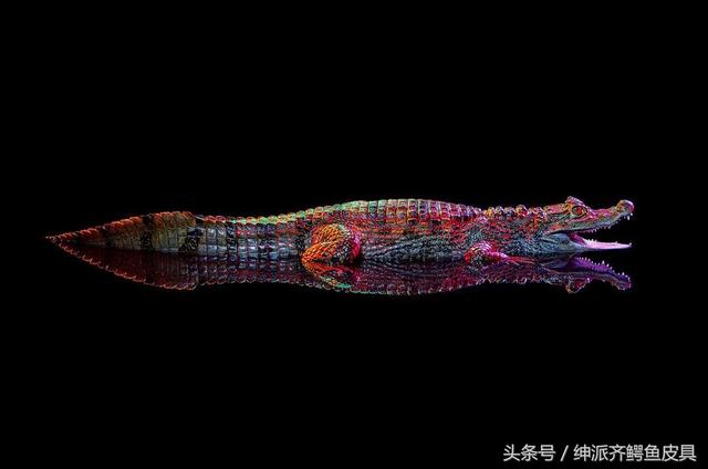 凯门鳄的特点，凯门鳄百度百科（被歧视的稀有皮之凯门鳄）