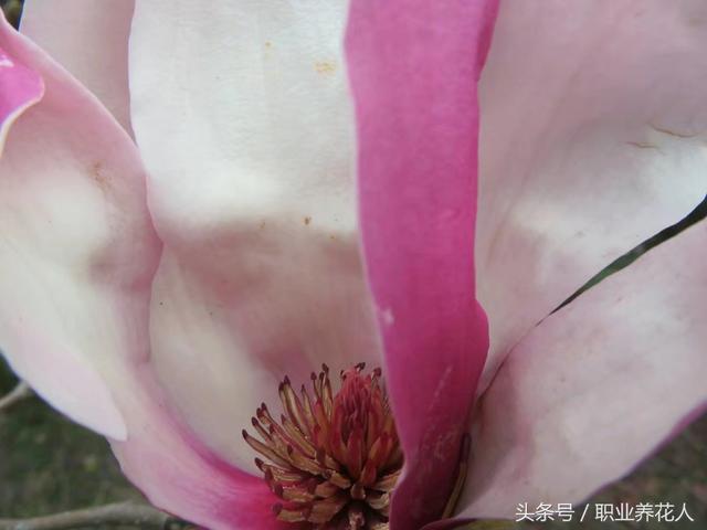 玉兰花的功效，<五十五>——玉兰（玉兰花的功效与作用）