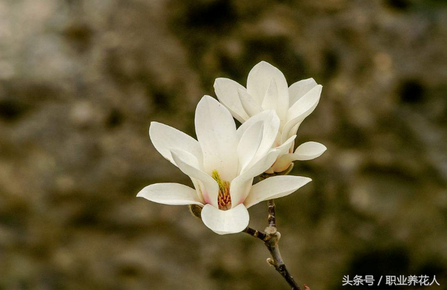 玉兰花的功效，<五十五>——玉兰（玉兰花的功效与作用）