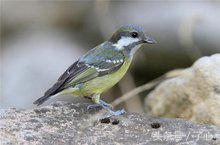黄腹山雀的叫声，大山雀和黄腹山雀哪个叫得好听（关于黄腹山雀的知识）