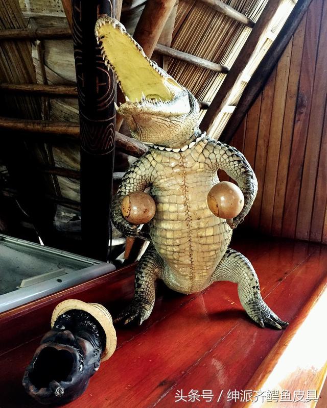 凯门鳄的特点，凯门鳄百度百科（被歧视的稀有皮之凯门鳄）