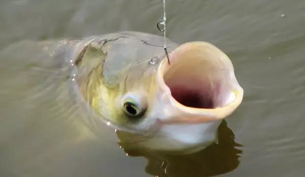 水库钓鱼技巧，野河钓鱼技巧大全（多年混迹于水库的老钓友分享实用的水库垂钓技巧）