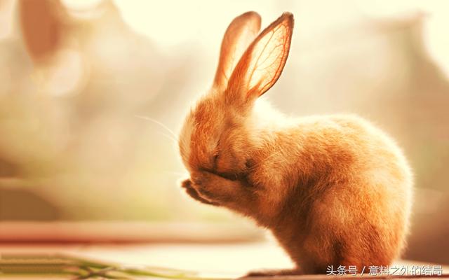 十二星座专属宠物，十二星座代表的萌宠（十二星座代表的萌宠是什么）