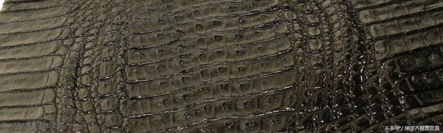 凯门鳄的特点，凯门鳄百度百科（被歧视的稀有皮之凯门鳄）