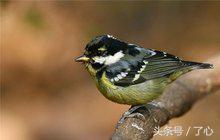 黄腹山雀的叫声，大山雀和黄腹山雀哪个叫得好听（关于黄腹山雀的知识）