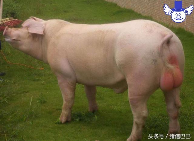 大白猪和长白猪的区别是什么，长白猪跟大白猪的区别（要考量的点可是完全不一样的）