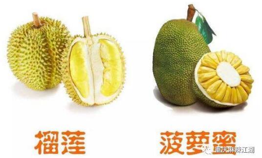 菠萝蜜跟榴莲的区别是什么，菠萝蜜和榴莲有什么区别（榴莲和菠萝蜜有什么区别）