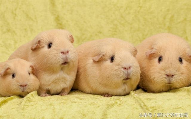 十二星座专属宠物，十二星座代表的萌宠（十二星座代表的萌宠是什么）