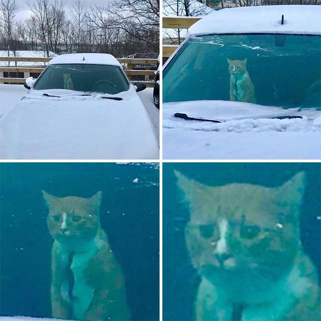 宠物背景图:暖心，好看的宠物背景图片（它们的表情让人感到暖心）