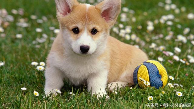 十二星座专属宠物，十二星座代表的萌宠（十二星座代表的萌宠是什么）