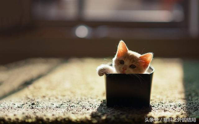 十二星座专属宠物，十二星座代表的萌宠（十二星座代表的萌宠是什么）