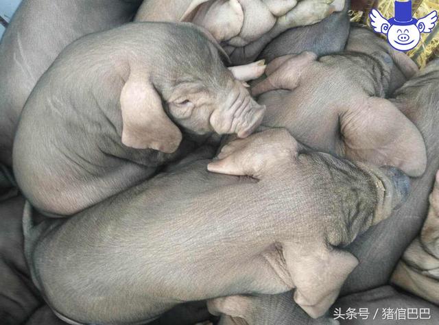 大白猪和长白猪的区别是什么，长白猪跟大白猪的区别（要考量的点可是完全不一样的）