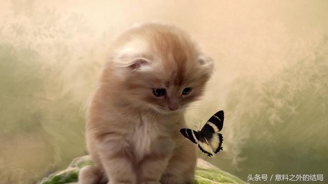 十二星座专属宠物，十二星座代表的萌宠（十二星座代表的萌宠是什么）