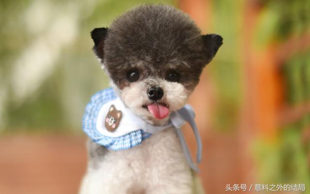 十二星座专属宠物，十二星座代表的萌宠（十二星座代表的萌宠是什么）