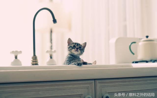 十二星座专属宠物，十二星座代表的萌宠（十二星座代表的萌宠是什么）