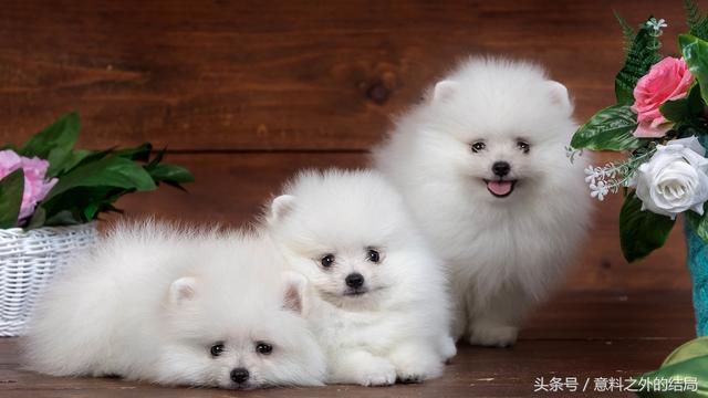 十二星座专属宠物，十二星座代表的萌宠（十二星座代表的萌宠是什么）