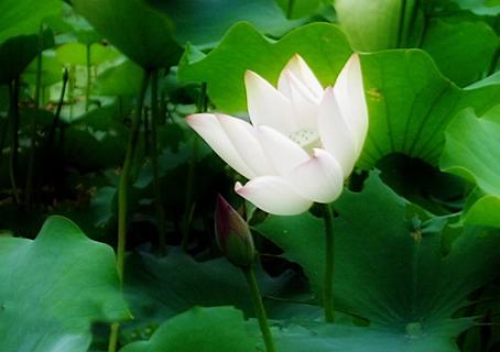 形容荷花的诗句，形容荷花的诗句唯美古风句子（宋词中荷之绝妙诗句）