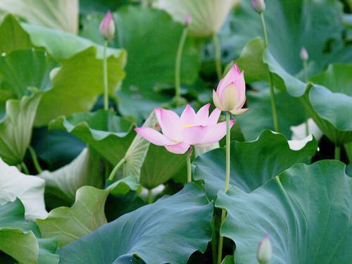 形容荷花的诗句，形容荷花的诗句唯美古风句子（宋词中荷之绝妙诗句）