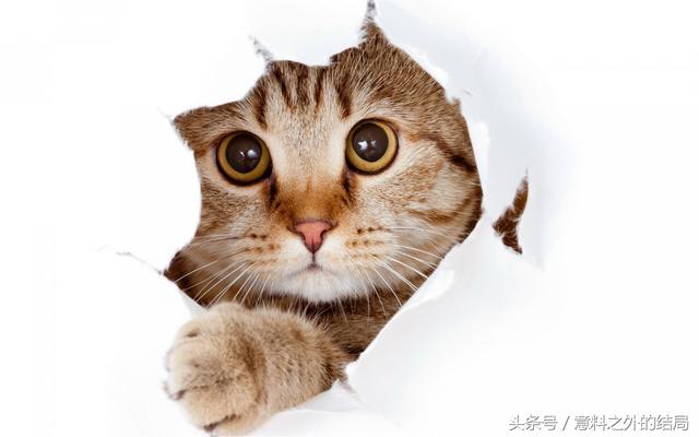 十二星座专属宠物，十二星座代表的萌宠（十二星座代表的萌宠是什么）