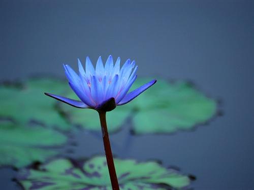 形容荷花的诗句，形容荷花的诗句唯美古风句子（宋词中荷之绝妙诗句）