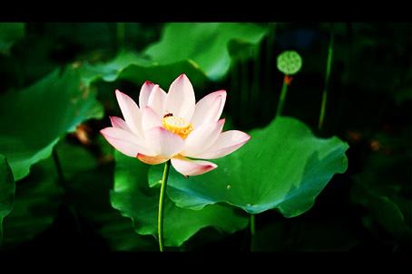 形容荷花的诗句，形容荷花的诗句唯美古风句子（宋词中荷之绝妙诗句）