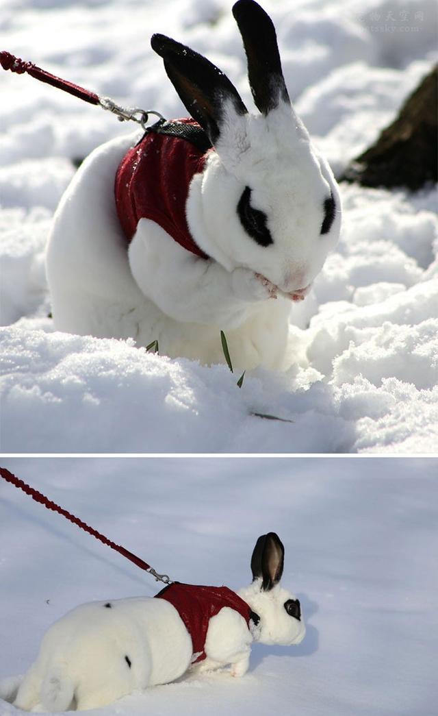 宠物背景图:暖心，好看的宠物背景图片（它们的表情让人感到暖心）