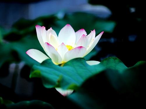 形容荷花的诗句，形容荷花的诗句唯美古风句子（宋词中荷之绝妙诗句）