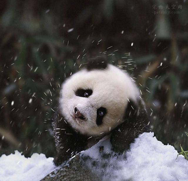 宠物背景图:暖心，好看的宠物背景图片（它们的表情让人感到暖心）