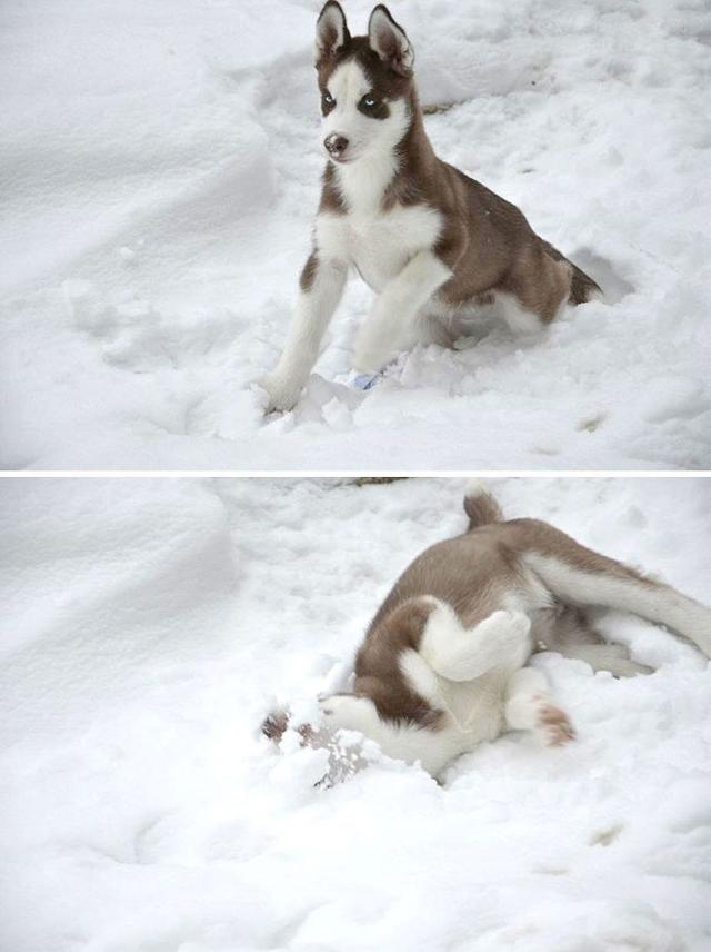 宠物背景图:暖心，好看的宠物背景图片（它们的表情让人感到暖心）