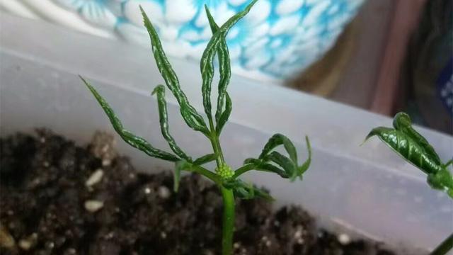 人参种植时间，人参的种植方法（人参种植金点子）