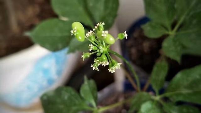 人参种植时间，人参的种植方法（人参种植金点子）