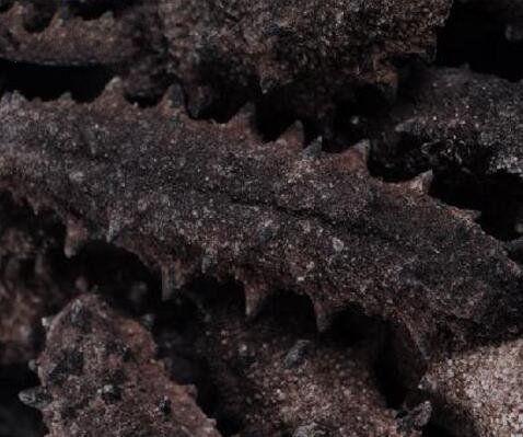 哪里的海参最好，哪里产的海参好（国内10大最知名的海参品牌）