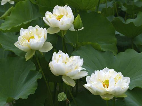 形容荷花的诗句，形容荷花的诗句唯美古风句子（宋词中荷之绝妙诗句）