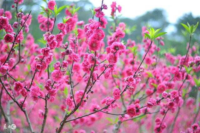 菊月是几月（农历十二个月份的“花名”）