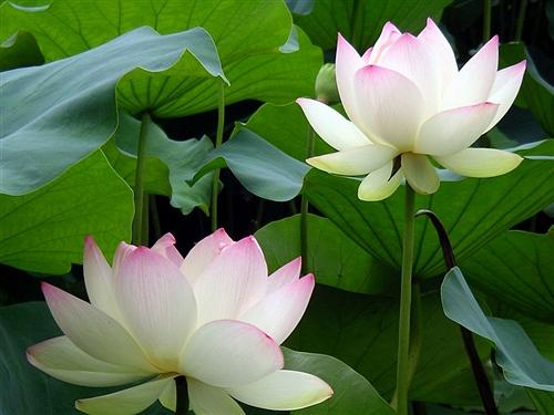 形容荷花的诗句，形容荷花的诗句唯美古风句子（宋词中荷之绝妙诗句）