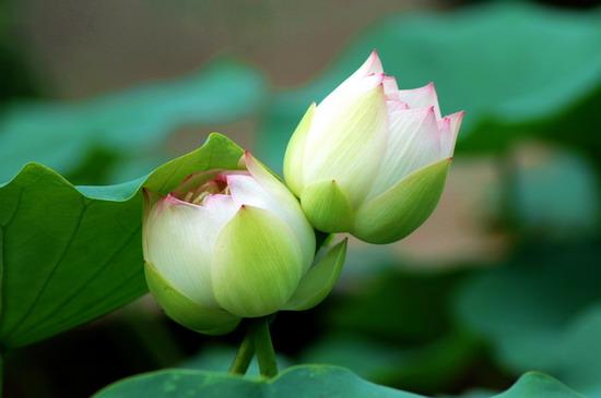 形容荷花的诗句，形容荷花的诗句唯美古风句子（宋词中荷之绝妙诗句）