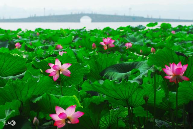 菊月是几月（农历十二个月份的“花名”）