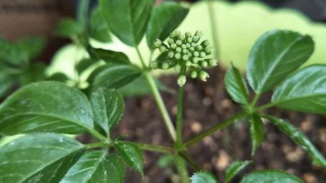 人参种植时间，人参的种植方法（人参种植金点子）