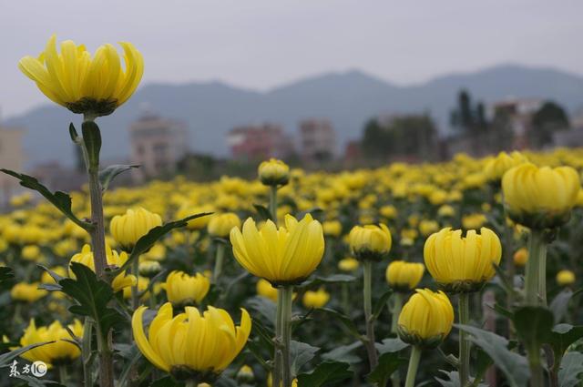 菊月是几月（农历十二个月份的“花名”）