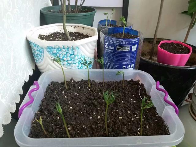 人参种植时间，人参的种植方法（人参种植金点子）