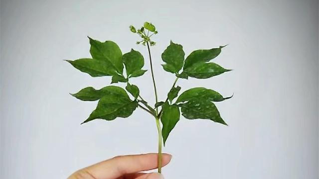 人参种植时间，人参的种植方法（人参种植金点子）