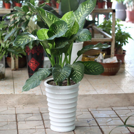 朋友送什么花合适，送朋友什么花代表友谊（送这些花比送什么礼品都被说懂礼仪）