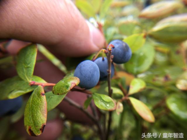 沙棘膏的功效与作用，蜜制沙棘膏的功效与作用（4斤原料熬1斤）